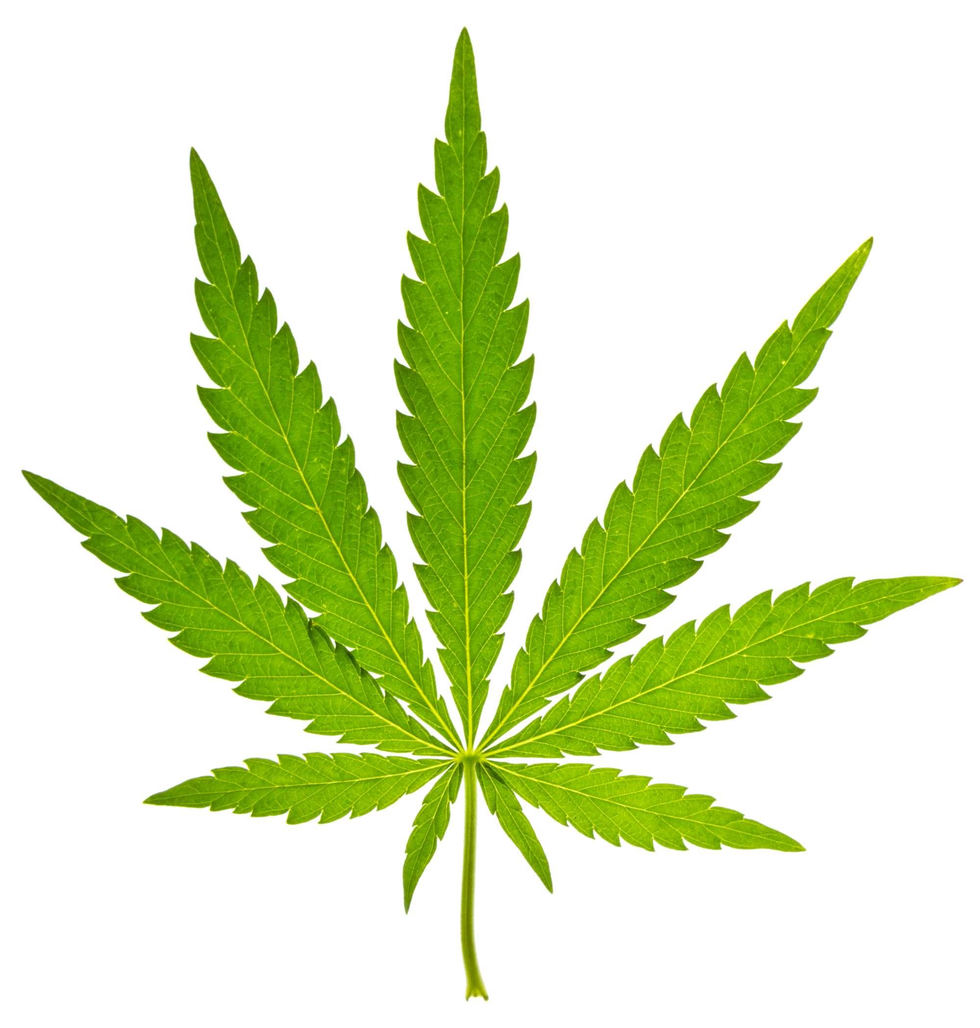 BIO Hanf Likör 0.35 l, 18 vol% BIO Hanf Likör 0.35 l, 18 vol%